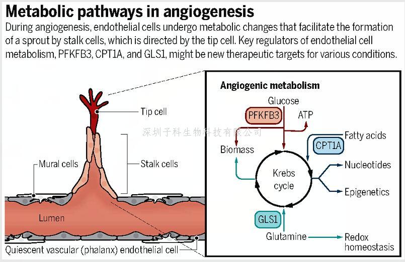 中山大學(xué)學(xué)者聯(lián)合發(fā)表Nature，Science：揭示血管研究新機(jī)制