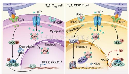 Nature子刊：LncRNA調(diào)控腫瘤免疫新機制