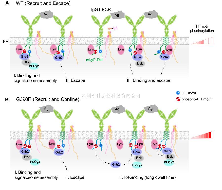 清華大學劉萬里發(fā)表Science文章：調控B淋巴細胞活化和分化的新機制