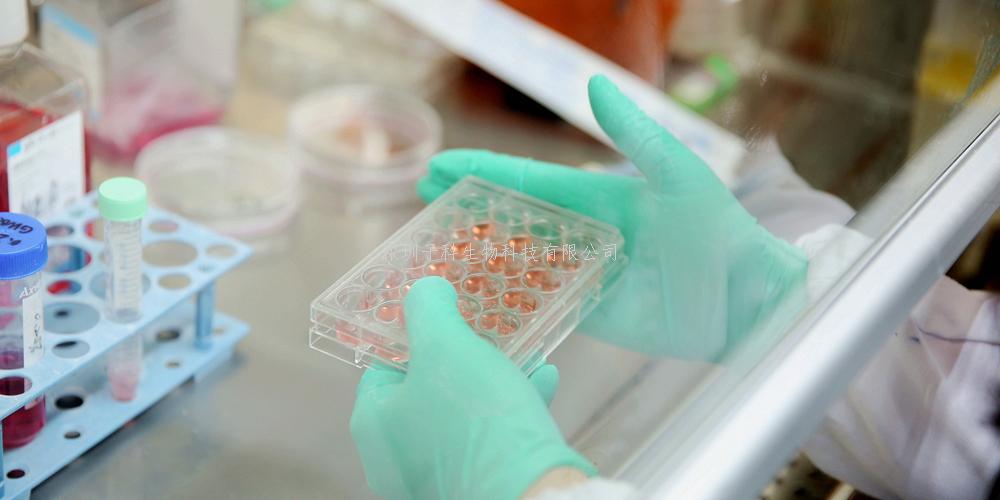 人胚胎腸粘膜組織來源細胞；CCC-HIE-2
