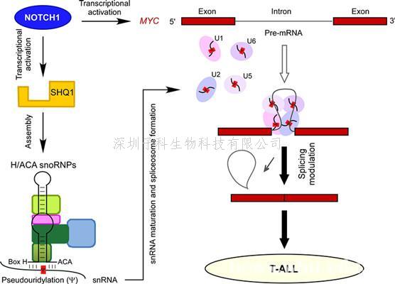 武漢大學Nature子刊發(fā)文：RNA異常剪接在癌癥中作用新機制