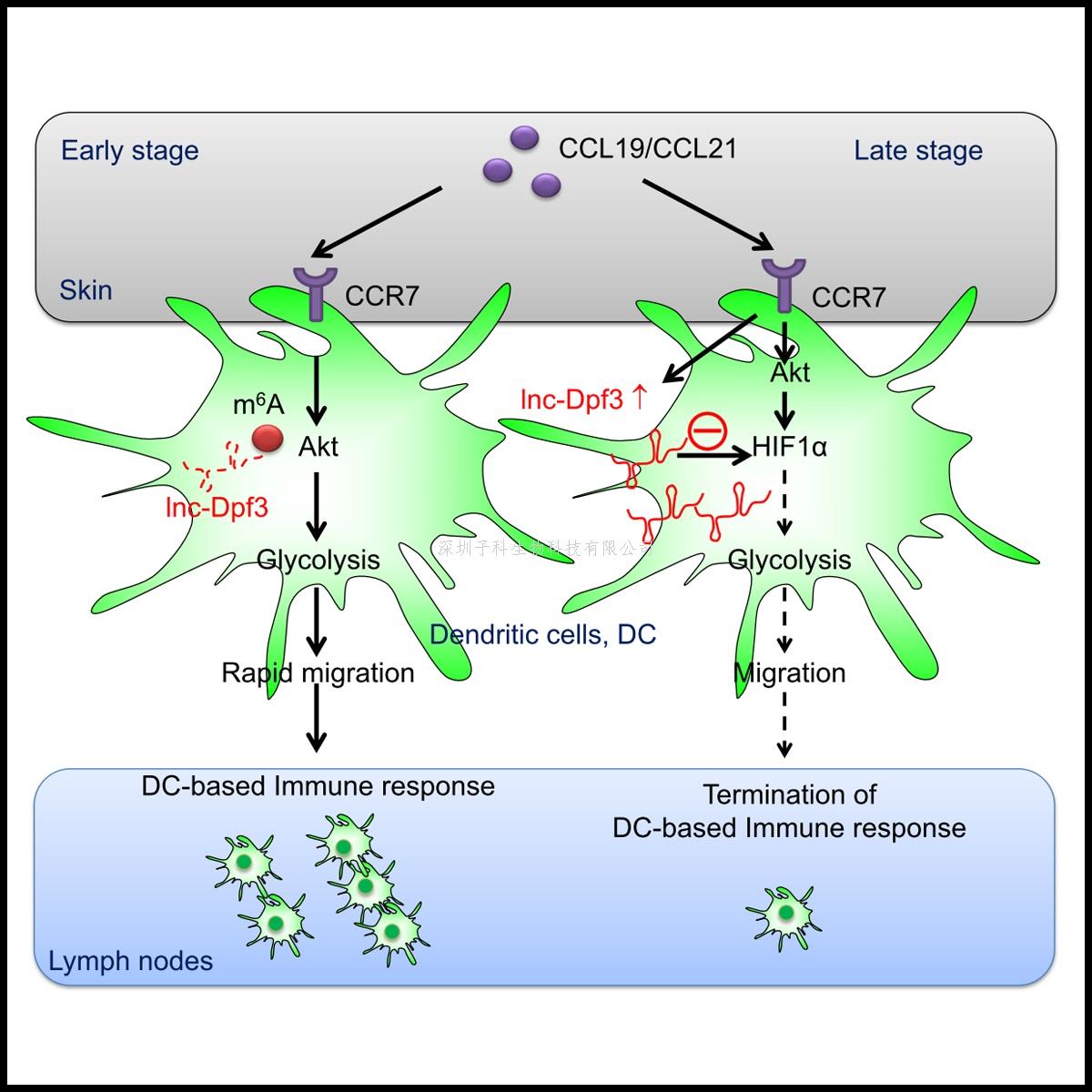 曹雪濤、劉娟最新發(fā)表Immunity文章：天然免疫及炎癥調(diào)控新靶標(biāo)