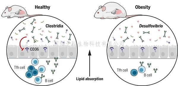 Science：腸道中少了這種細(xì)菌，你就會(huì)變胖