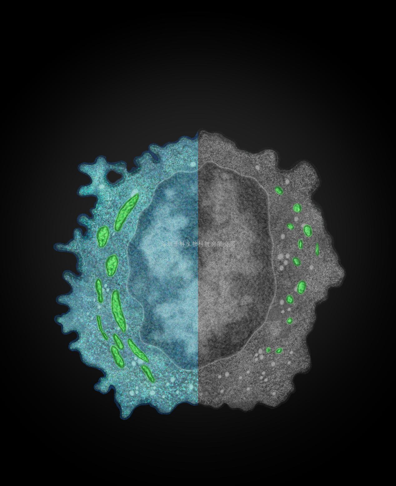 中國科技大學(xué)Nature Immunology發(fā)文：癌細(xì)胞逃脫自然殺傷細(xì)胞免疫監(jiān)視的新機(jī)制