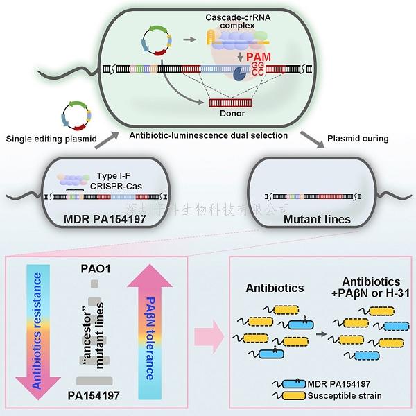 中科院，香港大學(xué)合作發(fā)文：利用高效簡便的基因編輯系統(tǒng)研究多重耐藥
