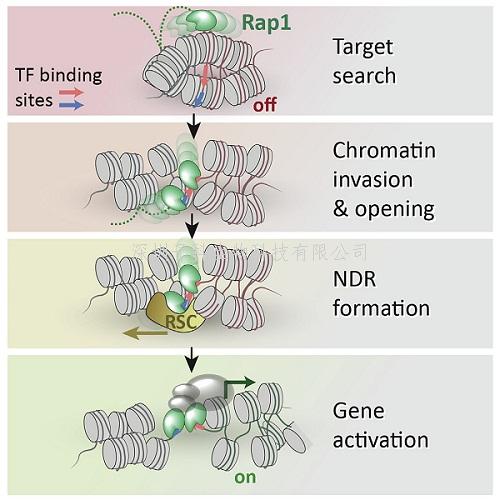 Molecular Cell：先鋒轉(zhuǎn)錄因子如何啟動基因表達的第一步