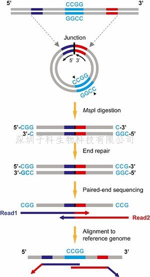 盧煜明PNAS發(fā)表新成果，在母體血漿中發(fā)現(xiàn)環(huán)狀DNA