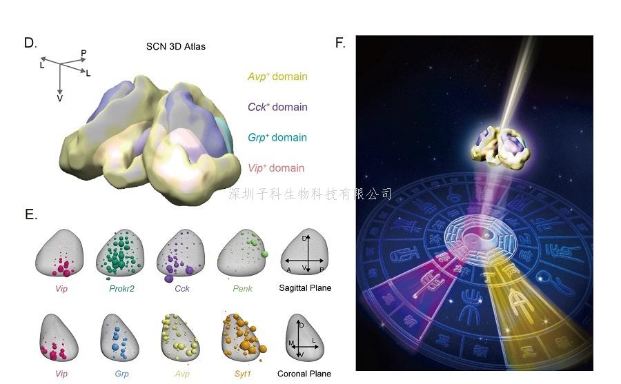 《自然-神經(jīng)科學(xué)》：?jiǎn)渭?xì)胞技術(shù)首次對(duì)晝夜節(jié)律中樞SCN進(jìn)行全面分析