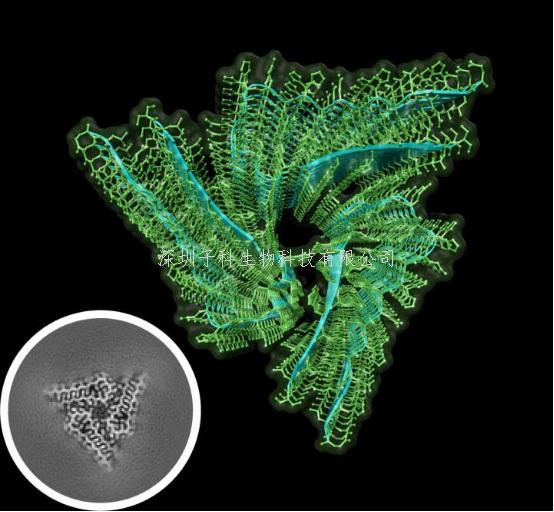 《Science》世界第一個原生淀粉樣蛋白結(jié)構(gòu)解析