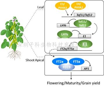 廣州大學(xué)生科院Nature Genetics發(fā)文：首次系統(tǒng)報(bào)道開(kāi)花期基因的進(jìn)化與選擇分子機(jī)制