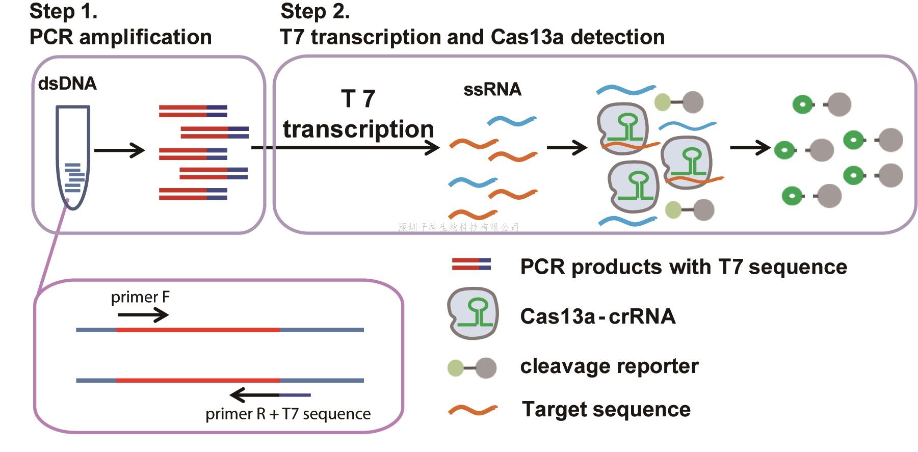 基于PCR的CRISPR-Cas13a高靈敏高特異乙肝病毒及其耐藥突變檢測新方法