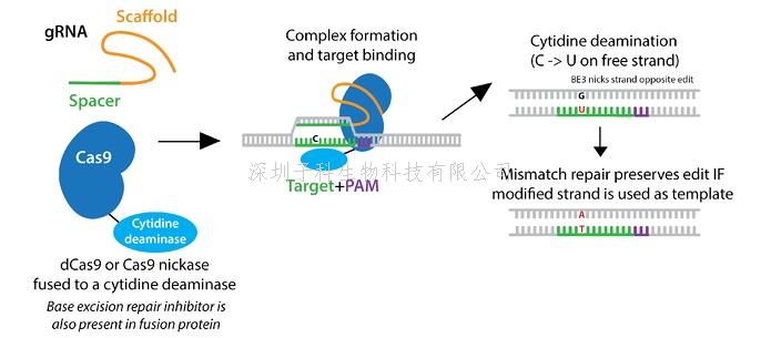 從胞嘧啶到腺嘌呤，從單堿基到雙堿基：堿基編輯器的演化之旅