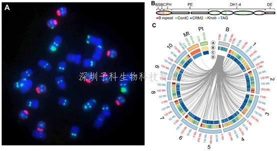 中外學(xué)者PNAS合作完成玉米B染色體精細(xì)圖譜和功能研究