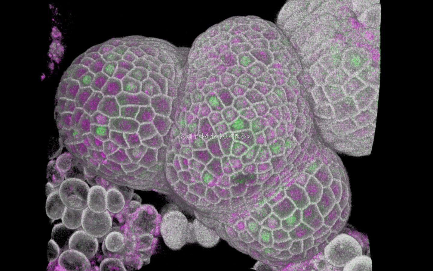 Science：細(xì)胞如何測量自身的大小？答案是：DNA含量