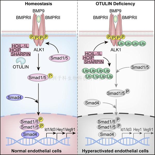 Molecular Cell：知名學(xué)者解析線性泛素化調(diào)控血管生成的新機(jī)制