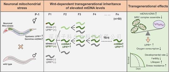 中科院學(xué)者Nature Cell Biology發(fā)現(xiàn)神經(jīng)元線粒體應(yīng)激的記憶可以跨代遺傳