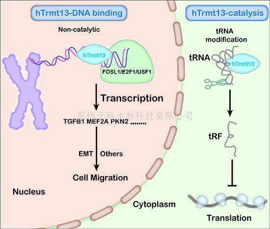 王恩多組合作揭示hTrmt13促進(jìn)乳腺癌轉(zhuǎn)移的機(jī)制