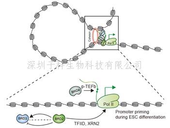 生命學(xué)院季雄課題組揭示BRD2介導(dǎo)RNA聚合酶II轉(zhuǎn)錄的功能機(jī)理