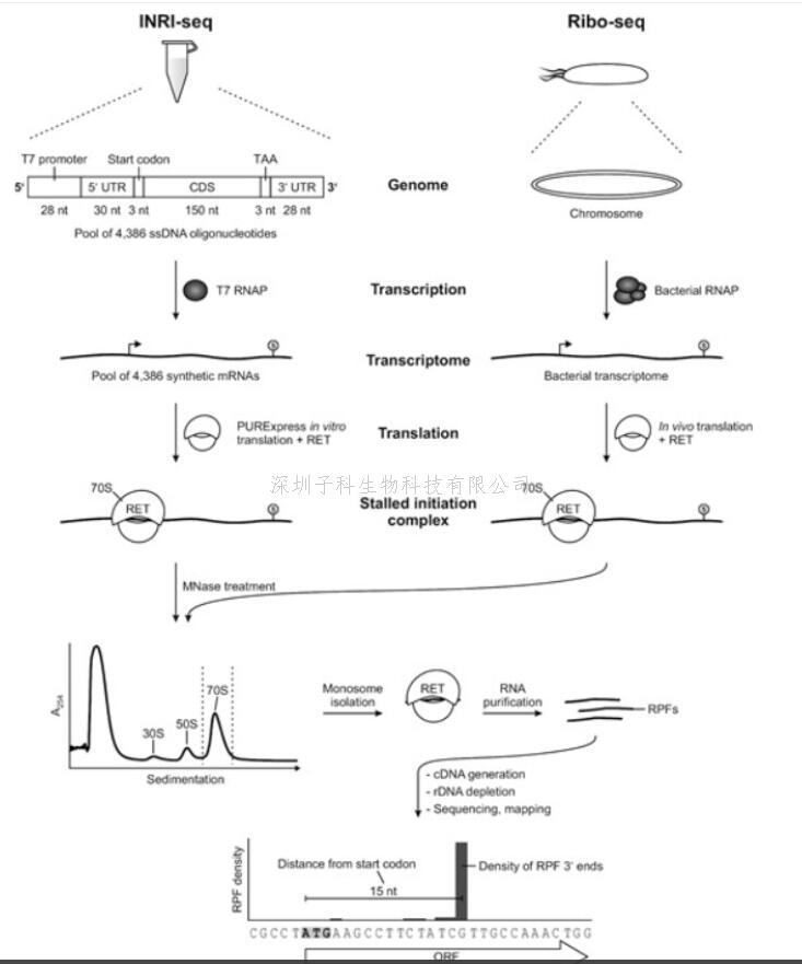 新技術(shù):體外Ribo-seq(INRI-seq) 以無(wú)細(xì)胞方式進(jìn)行全局翻譯研究