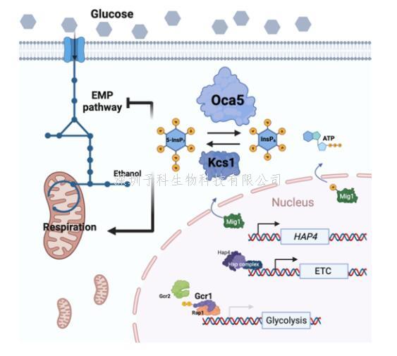 北京化工大學Cell最新發(fā)文：焦磷酸肌醇調控酵解和呼吸平衡新機制