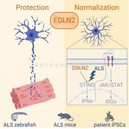 肌萎縮側(cè)索硬化癥模型：靶向EGLN2/PHD1可保護(hù)運(yùn)動神經(jīng)元